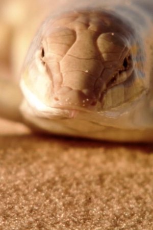 epizoda