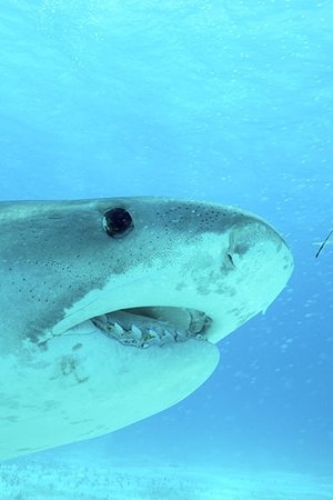 3. epizoda