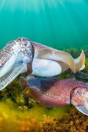 5. epizoda