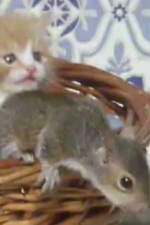 Squirrel on my Shoulder