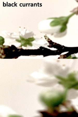 Black currants