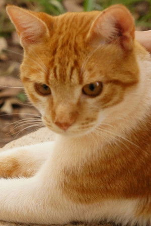 Cenourinha Cenourinha