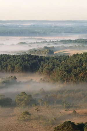 New Forest
