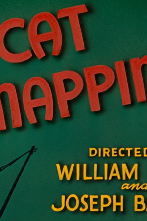 Cat Napping