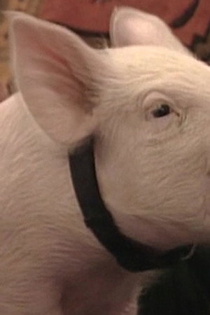 This Little Piggy