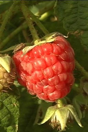 5. epizoda