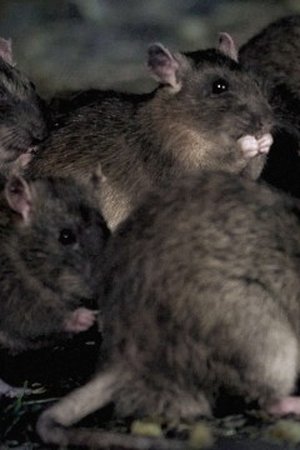 4. epizoda