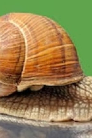 97. epizoda