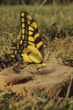 A butterfly's nightmare