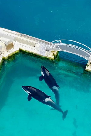 Orca Shows at an End?