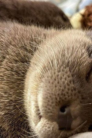 The Return of the Otters