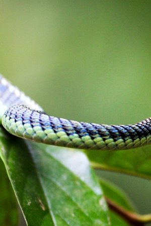 epizoda