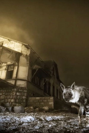 Hyena in the Moonlight: The Secrets of Wildlife Photography
