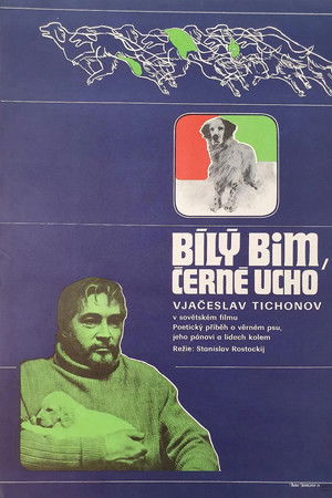 Bílý Bim, Černé Ucho