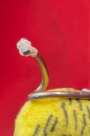 de worm