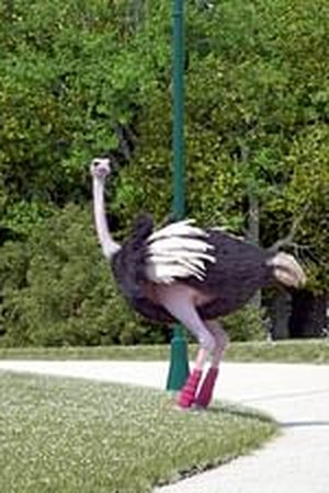 5. epizoda