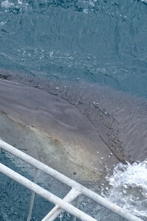 epizoda