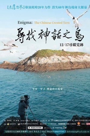 Enigma: The Chinese Crested Tern