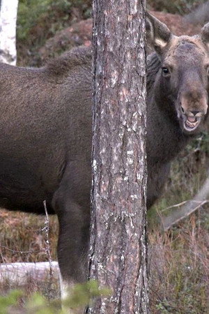 11. epizoda