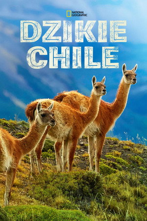 Dzikie Chile