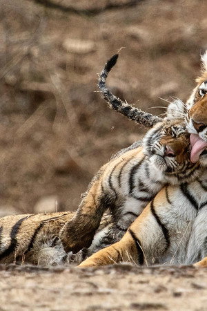 Legendary Tigers of India