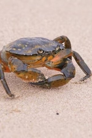 116. epizoda