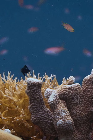 Amazing Animal Homes