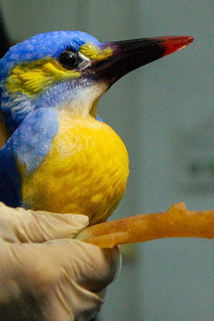 Bagels, Racing Tires, Liuli Glass