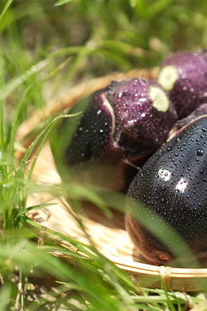 Eggplants