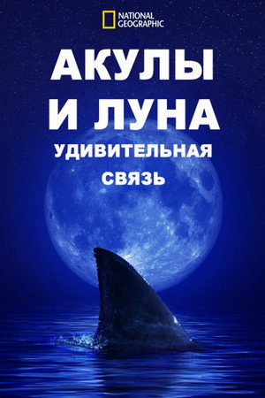 Акулы И Луна. Удивительная Связь