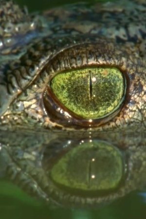 epizoda