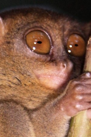 15. epizoda