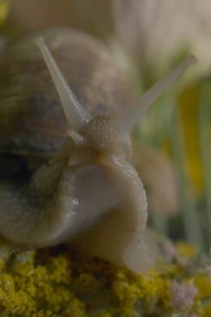 Die Krone der Schöpfung