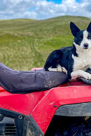 Police Target Badger Crime and Quad Bike Mayhem