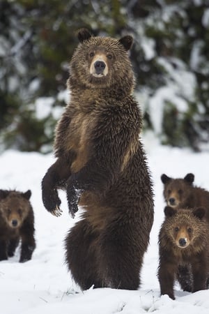 Yellowstone