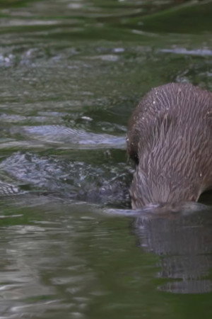 Water Adjacent