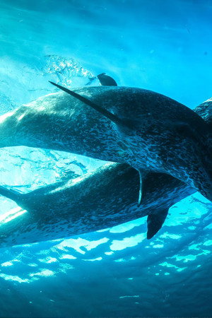 The Dolphin