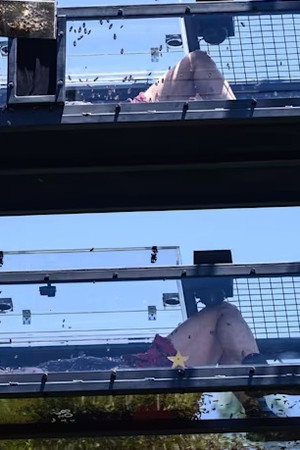 Catch a Falling Star / The Jungle X Factor