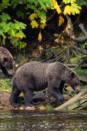 Alaska: From Denali to Juneau