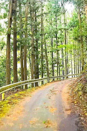 A Winding Road Through the Kii Mountains