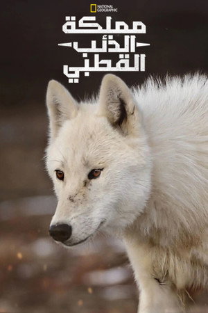 مملكة الذئب الأبيض