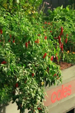 Elimination Challenge: Hot New Chilli Dish