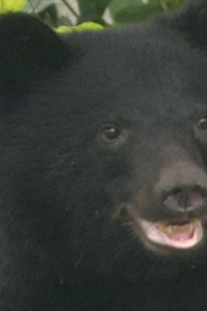 Reducing the Danger from Bear Encounters