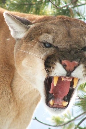 American Cougar