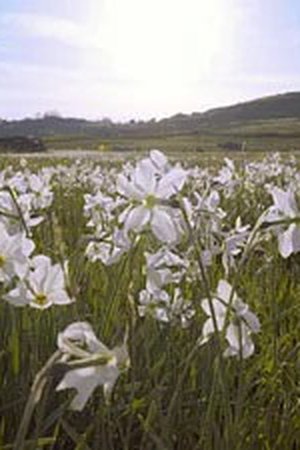 5. epizoda
