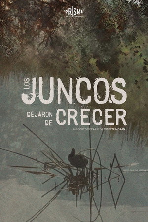 Los Juncos Dejaron de Crecer