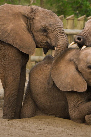 Becoming Elephant: The Orphans of Reteti | Baby Steps