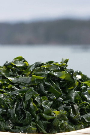 Wakame