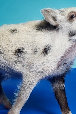 4. epizoda
