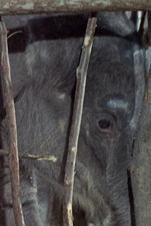 Flipper and the Elephant (1)